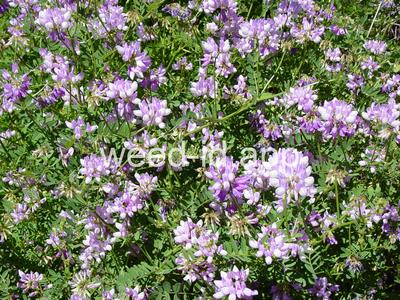 crownvetch, trailing