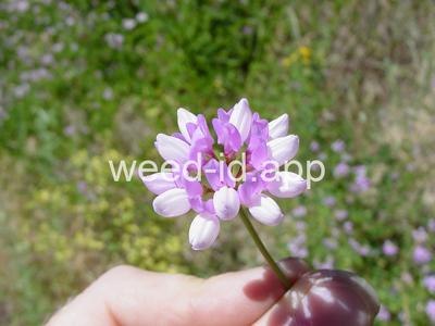 crownvetch, trailing