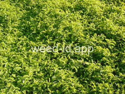 crownvetch, trailing
