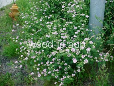 crownvetch, trailing