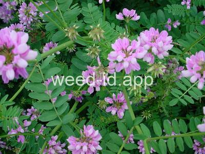 crownvetch, trailing