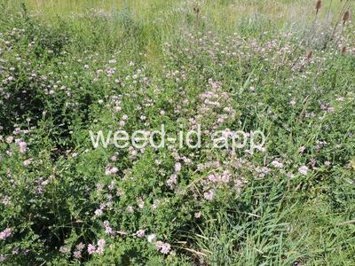crownvetch, trailing