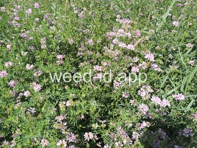 crownvetch, trailing