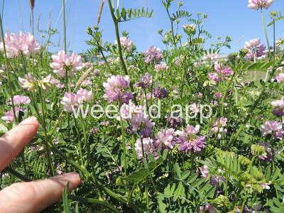 crownvetch, trailing