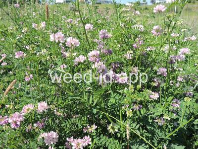 crownvetch, trailing
