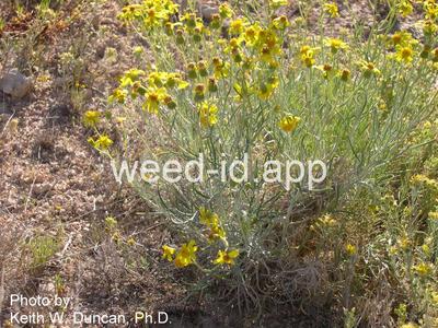groundsel, threadleaf