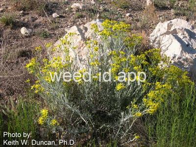 groundsel, threadleaf