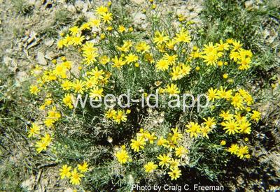 groundsel, threadleaf