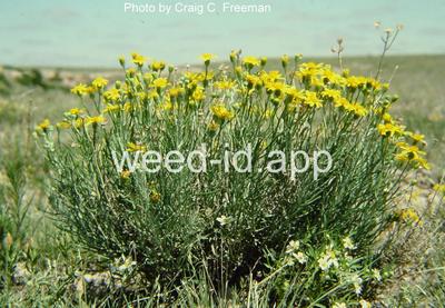 groundsel, threadleaf
