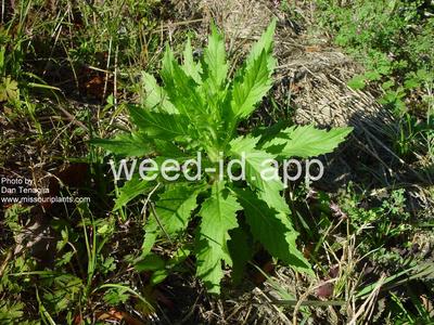 burnweed, American