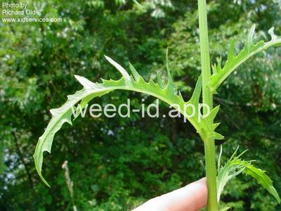burnweed, American