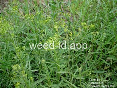 burnweed, Australian