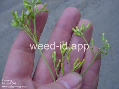 burnweed, Australian