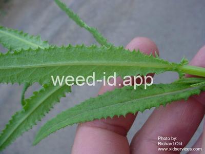 burnweed, Australian