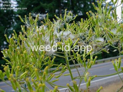 burnweed, Australian