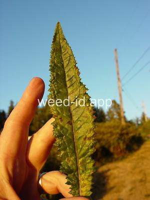 burnweed, Australian