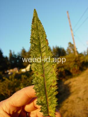 burnweed, Australian