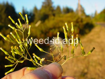 burnweed, Australian