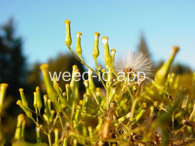 burnweed, Australian