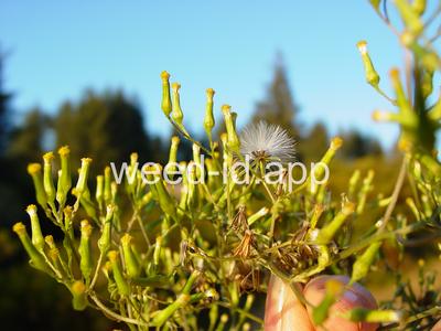 burnweed, Australian