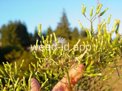 burnweed, Australian