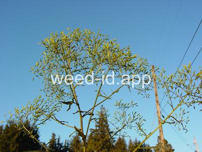 burnweed, Australian