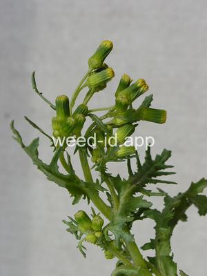groundsel, woodland
