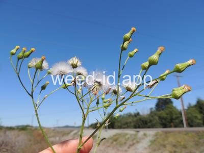 groundsel, woodland
