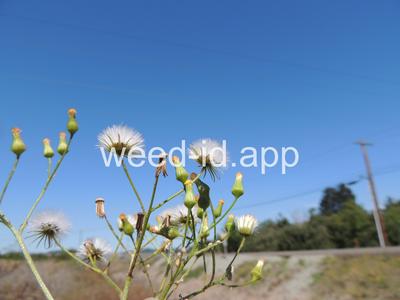groundsel, woodland