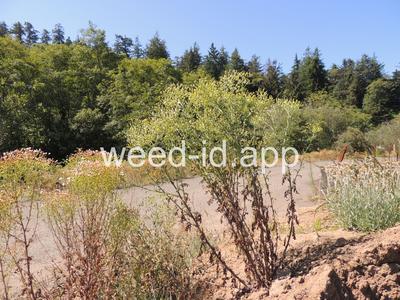 groundsel, woodland