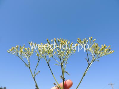 groundsel, woodland