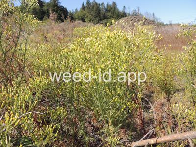 groundsel, woodland