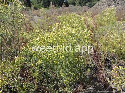 groundsel, woodland