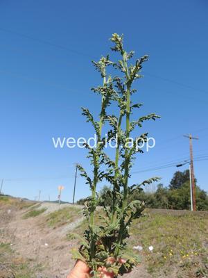 groundsel, woodland