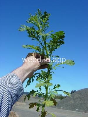 groundsel, woodland