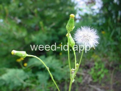 groundsel, common