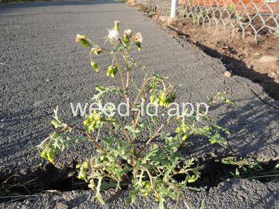 groundsel, common