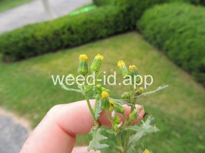 groundsel, common