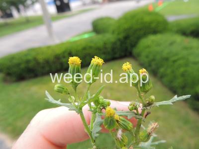 groundsel, common