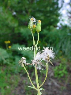 groundsel, common