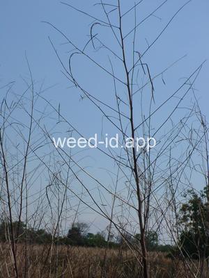sesbania, hemp