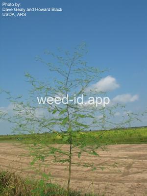 sesbania, hemp