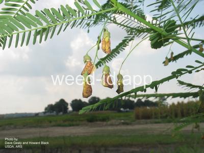 sesbania, hemp
