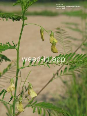 sesbania, hemp