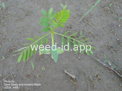 sesbania, hemp