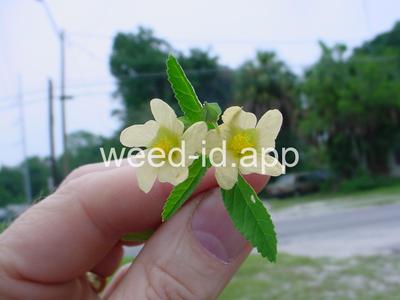 sida, arrowleaf