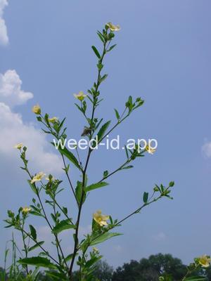 sida, arrowleaf