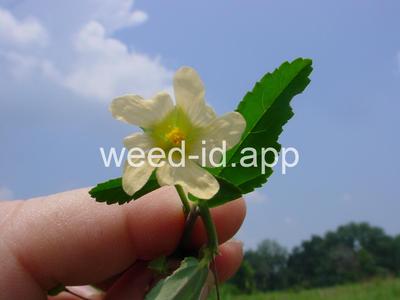 sida, arrowleaf