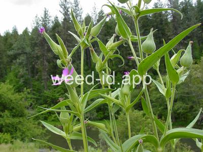 catchfly, cone