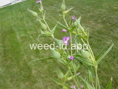 catchfly, cone